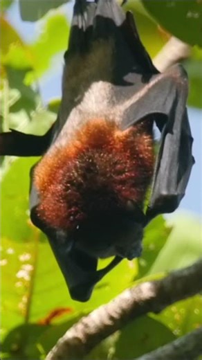 flying fox bats facts