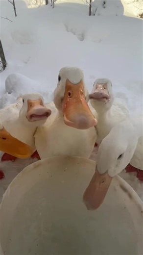 Quack’s Playful Adventures in the Snow