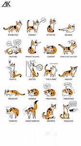 Cat Language EXPLAINED! 😺 What Your Cat’s Body Language REALLY Means!" Do you ever wonder what your cat is trying to tell you? 🐱 Cats don’t just meow — they speak with their tails, ears, eyes, and posture! From TRUSTING belly rolls to the “THIS IS MINE” tail wrap, every move has a meaning. 😼✨ Learn how to understand your feline friend better and avoid misreading their signals — especially that belly rub trap! 😹 Watch now and decode the secret language of cats! Your kitty is talking… are you 