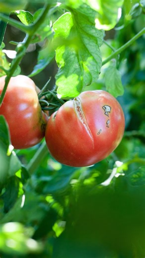 Follow this simple tip to keep your tomatoes from splitting or cracking. #tomatoes #tomatoplant #growyourownfood #vegetables #vegetablegarden | Sharkey's Greenhouses