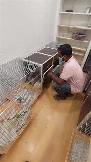 Exploring Bird Cages in Kuwait: A Parakeet Encounter