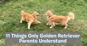 425K views · 1K reactions | SHADOOOOOOOOOOOW! #encyclobreedia #breedbusters #goldiethings | BARK | Facebook