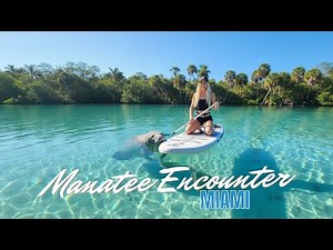 Paddle Boarding With Wild Manatees | Miami’s Hidden Gem
