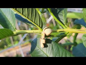 How to grow Guava in cold temperature update. Guava Ruby Supreme.