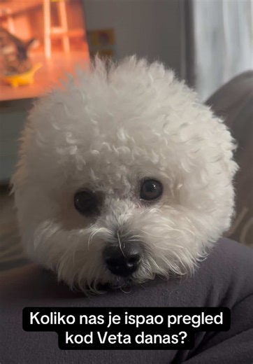 Salimo se naravno, otkad ga imamo samo smo jednom bili kod Dr. jer mu se sapica malo upalila 🙏🏽 #bišon #dogsoftiktok #ljubimac #fyp