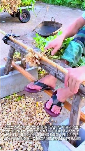 전통 방식 땅콩 수확 현장 #worker #process #harvest #peanuts #farming