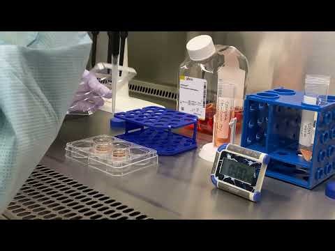 How to Maintain and Feed Pluripotent Stem Cells in Suspension | StemScale™ PSC Medium