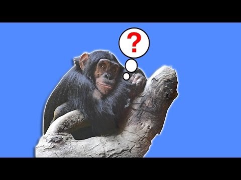 EVOLUTION | Why Are There Still Monkeys? | BRITLAB