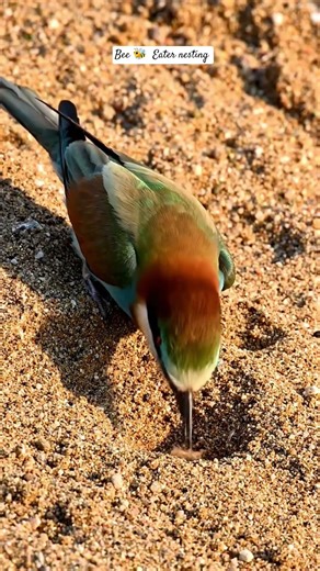 Bee-eater digging nesting tunnel in sandy wall #birds #birdsounds #geography #love #nature