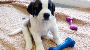 Seriöse Anbieter: Wo kann man Hunde kaufen?