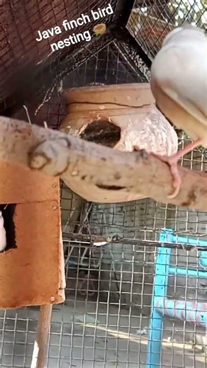 Java finch bird nesting 🪹🪆