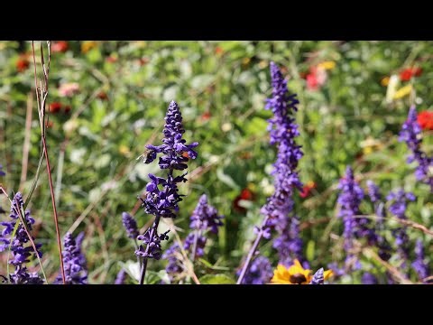 Tips for growing Australian native meadows