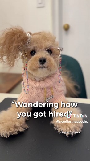 Corporate Canine HR Violations | Noodles The Pooch Comedy
