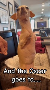 145K views · 10K reactions | I swear somebody gave this dog, acting...