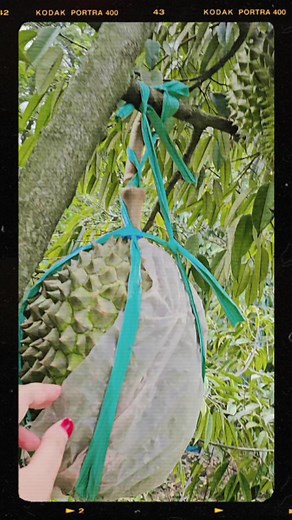Understanding MATENG WIT and Its Impact on Culture