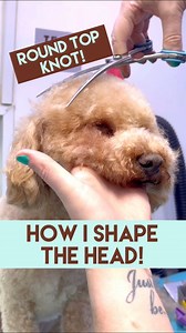 20K views · 176 reactions | How I scissor a round teddy bear head! #lovemud #cockapoo #teddybearcut #doggroomingtips #doggroomer | Lovemud Dog Lady | Facebook