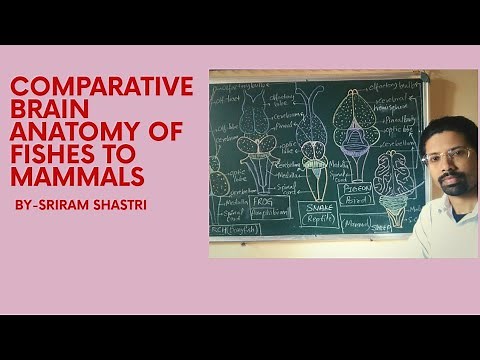 Comparative Anatomy- Brain of vertebrates fishes, amphibians, reptiles, birds & mammals