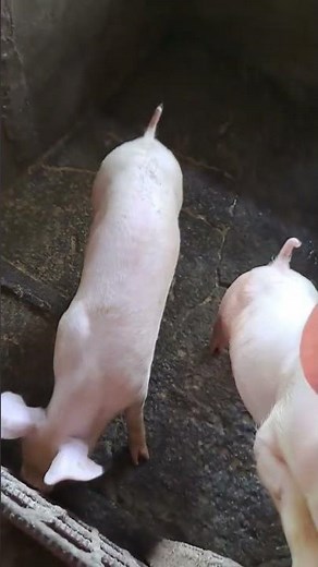 PAANO MAWALA ANG LAMOK AT LANGAW SA ATING MGA ALAGA BABOY AT IWAS SAKIT!cleaningtime#littlebusiness