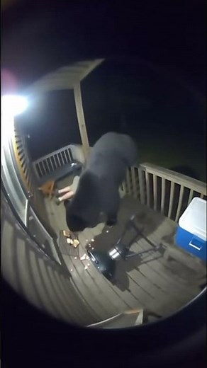 OMG😱 Hungry Bear Attacks on Man #shorts