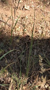 2.1K views · 117 reactions | Park District biologists spotted this is very rare (for this area) California mountain kingsnake while performing surveys in the Ohlone Regional Wilderness Preserve. From its size they estimate this is a young kingsnake, possibly 2 years old. For more information about this and other snake species found in our Regional Parks, visit https://www.ebparks.org/civicax/filebank/blobdload.aspx?BlobID=24080 | East Bay Regional Park District | Facebook