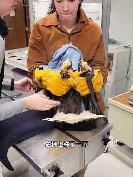 A woman unexpectedly rescued an injured bird, not only paying for its care out of her own pocket ...