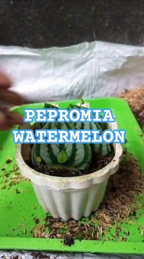 30 Days Watermelon Peperomia Propagation 🌱 (Peperomia argyreia) ✨️🪴
