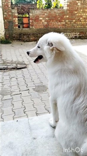 dog barking sound 1m views #5kviral #4kvideo #short
