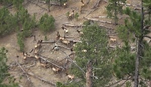 If you didn’t catch Justin’s hunt from a few weeks back, be sure to check out the full video! ⬇️ THE SPRINT! LATE SEASON ELK HUNT! S6:EP17 https://youtu.be/4ZA8alOPDiA #elkseason #buckstormsd #elkhunting #buckstormhunts #elk #bullelk #perfectshot #season6 #bugle #bulldown #hunting | Buckstorm