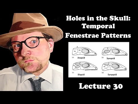 Lecture 30 Holes in the Skull: Temporal Fenestrae Patterns