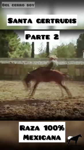 Raza 100% Mexicana Santa Gertrudis (Parte 2) #caballos #horses | De Caballos