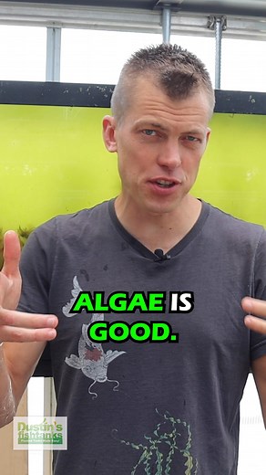 19K views · 409 reactions | ALGAE IS GOOD! It is actually a signal that you are going in the right direction. What are your thoughts on this? TANK ON! . . . . #algae #aquariumalgae #algaegrowth #algaebloom #dustinsfishtanks #tankon #aquarium #aquariums #aquascape #aquascaping #aquariumplants #scape #aquariumhobby #fishtank #freshwateraquarium #plants #plantlife #planted #plantedtank #plantedaquarium #aquascape #aquaticplants #love #loveit | Dustin's Fishtanks | Facebook