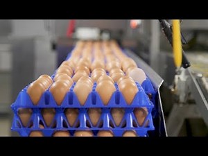 What makes eggs 'organic'? It depends on who you ask