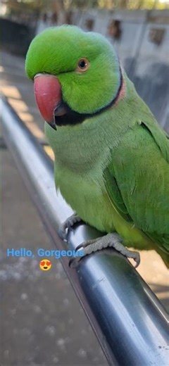 Why Parrots are Green? 💚 #birds #nature #wildlife