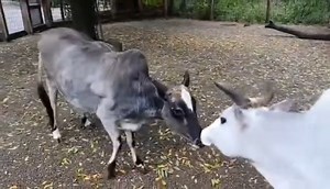 1.4K views · 81 reactions | Misty the zebu gets excited zoomies every day when she greets her wallaby neighbors through the fence! Who knew zebus and wallabies made such good friends? 輦 | Erie Zoo | Facebook