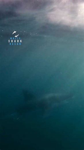 Great white shark suspended in the deep blue water