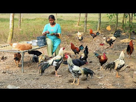 Murge Ki Ladai ka Farm | Lorai Murgi Farm | Aseel Murga | Local Farm in Indian Village | Bankura |
