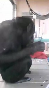 5.6K views · 242 reactions | Here's Wally creating a masterpiece for the auction. His painting tools include the brush, his tongue, and lips! This piece and more will be available in our online auction beginning July 13th. #MovieMonday #STCMovieMonday #WallyTheChimp #ChimpArt #AllThingsChimpOnlineAuction | Save the Chimps, Inc. | Facebook