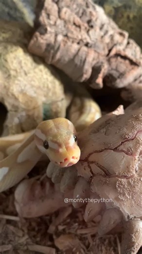 Monty the Python | Cute snake 🥰🐍 #montythepython #ballpython #cutesnake #thursday #thursdayvibes #fyp #trendingaudio #snake #ballpythonsofinstagram #reels... | Instagram