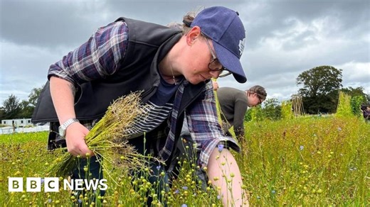 Flax: Bringing back the historic crop which could make fashion greener