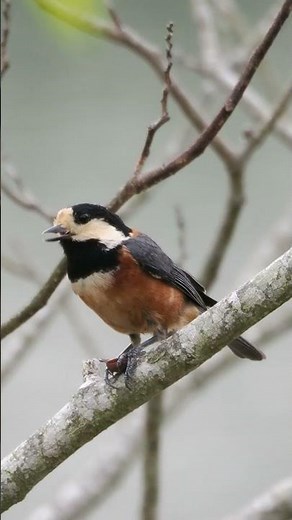 ヤマガラの鳴き声（地鳴き）