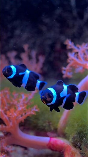 Black CLOWNFISH? The RARE Species You WON'T Believe Exists!