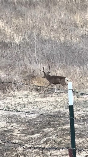 How Environment Changes Deer Coat Colors