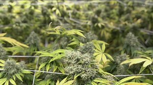 TIMELINE: A history of marijuana legislation in Texas