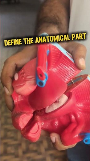 This model represents one of the key organs of the female reproductive system!