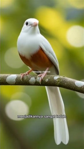 unique facts about the mutation of the magpie robin(fakta unik burung MURAI BATU mutasi)