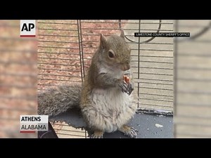 Alabama man fed meth to caged 'attack squirrel'
