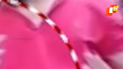 Live Python Used in Odisha Jatra Rehearsal Sparks Outrage, Video Goes Viral #jatra #odishajatra #python #viralvideo #odisha #odishanews #otvnews | OTV News