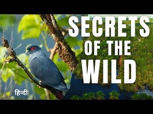 Secrets of the Wild: Exploring Mangroves, Islands, and Beach | wild life full documentary hindi