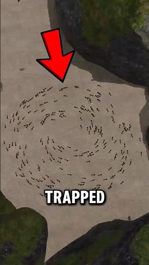 They Walk Until They DIE