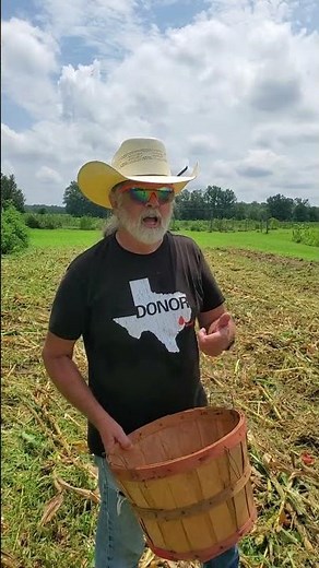 This might be a terrible idea…but can I turn leftover harvest corn into cornmeal? #farming